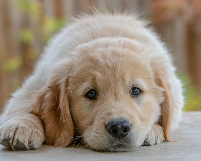 5-razze-di-cani-pi-affettuose