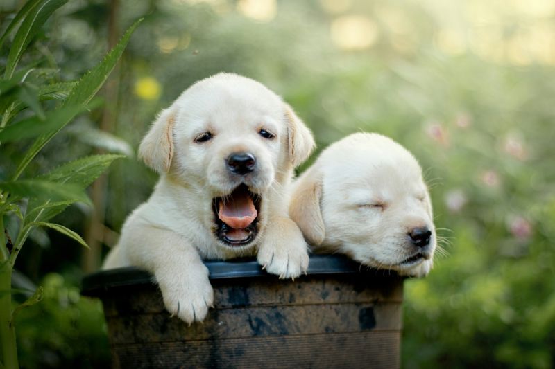 5-razze-di-cani-pi-affettuose
