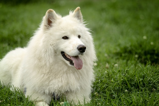 5-razze-di-cani-pi-affettuose