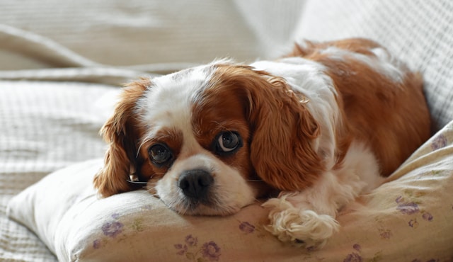 5-razze-di-cani-pi-affettuose