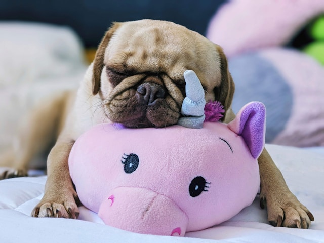 5-razze-di-cani-pi-affettuose