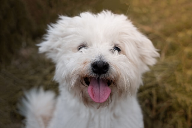 5-cani-perfetti-per-gli-anziani