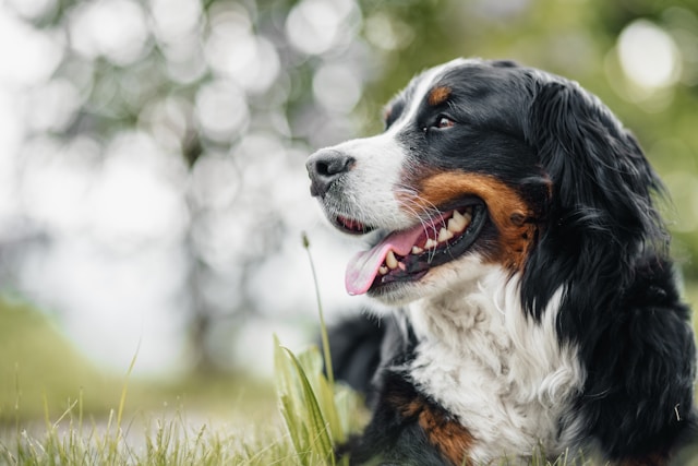 le-5-razze-di-cani-che-vivono-di-meno