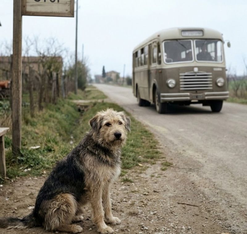 i-5-cani-pi-fedeli-della-storia