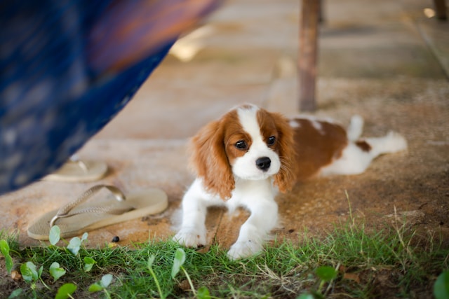 5-cani-perfetti-per-gli-anziani