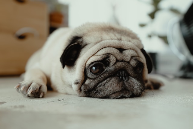 5-cani-perfetti-per-gli-anziani