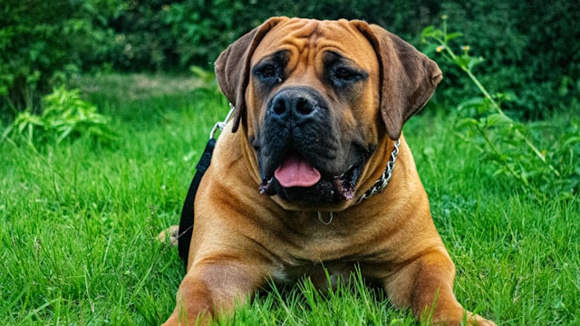 le-5-razze-di-cani-che-vivono-di-meno