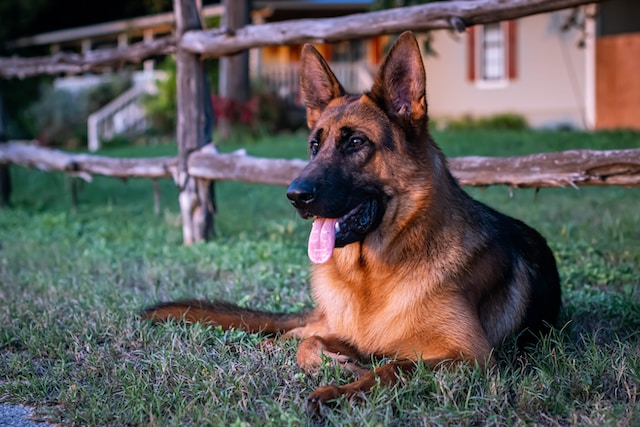 le-10-razze-di-cani-pi-belle