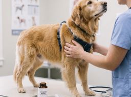 5-segnali-che-il-tuo-cane-sta-invecchiando