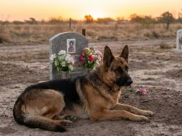 i-5-cani-pi-fedeli-della-storia